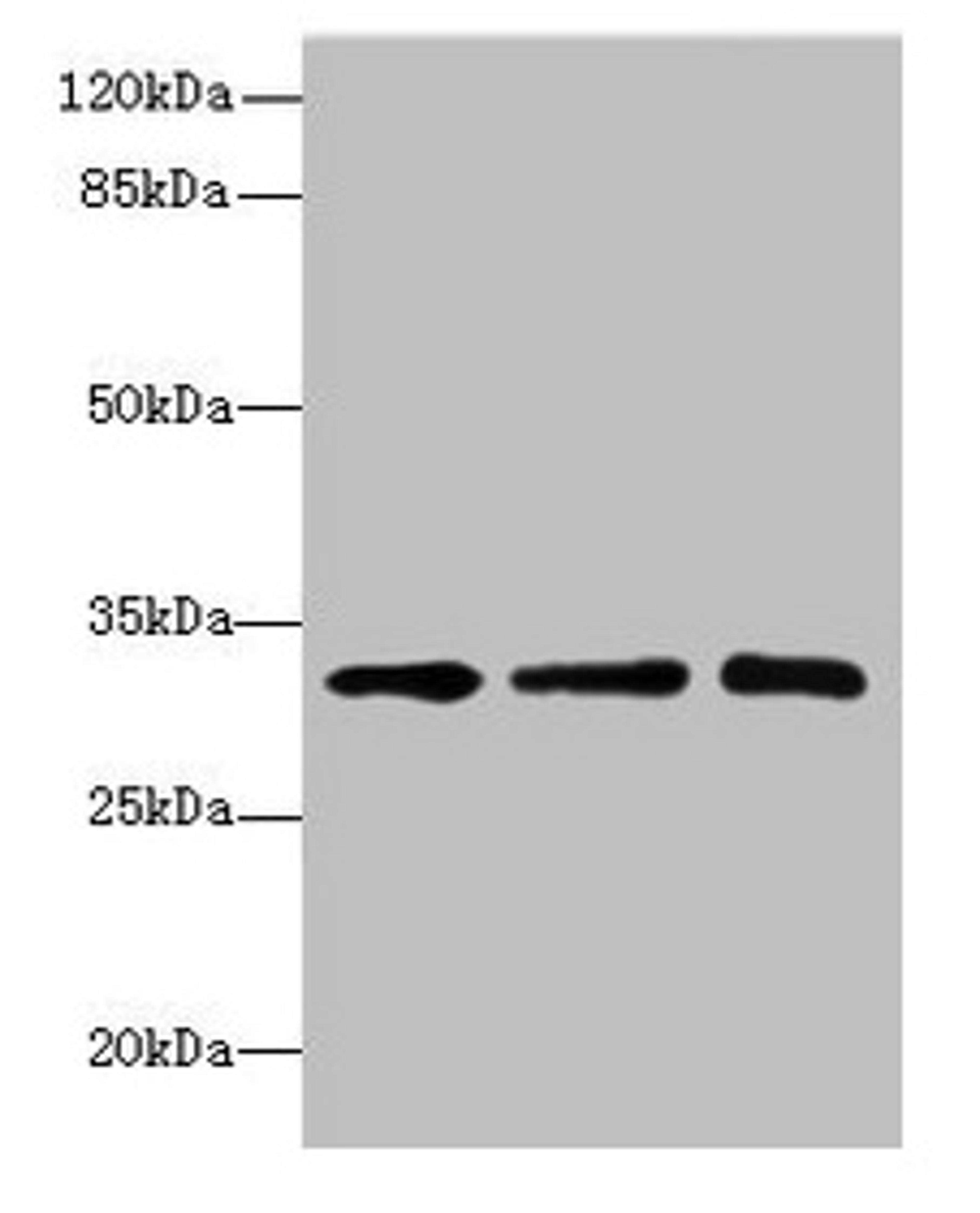Western blot. All lanes: RRAS2 antibody at 4.55µg/ml. Lane 1: Mouse kidney tissue. Lane 2: Mouse liver tissue. Lane 3: Jurkat whole cell lysate. Secondary. Goat polyclonal to rabbit IgG at 1/10000 dilution. Predicted band size: 33, 29 kDa. Observed band size: 33 kDa