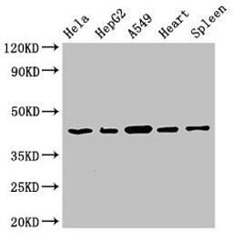 Western Blot. Positive WB detected in: Hela whole cell lysate, HepG2 whole cell lysate, A549 whole cell lysate, Rat heart tissue, Rat spleen tissue. All lanes: EIF3M antibody at 2.7µg/ml. Secondary. Goat polyclonal to rabbit IgG at 1/50000 dilution. Predicted band size: 43, 28 kDa. Observed band size: 43 kDa
