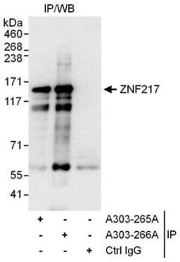 Detection of human ZNF217 by western blot of immunoprecipitates.