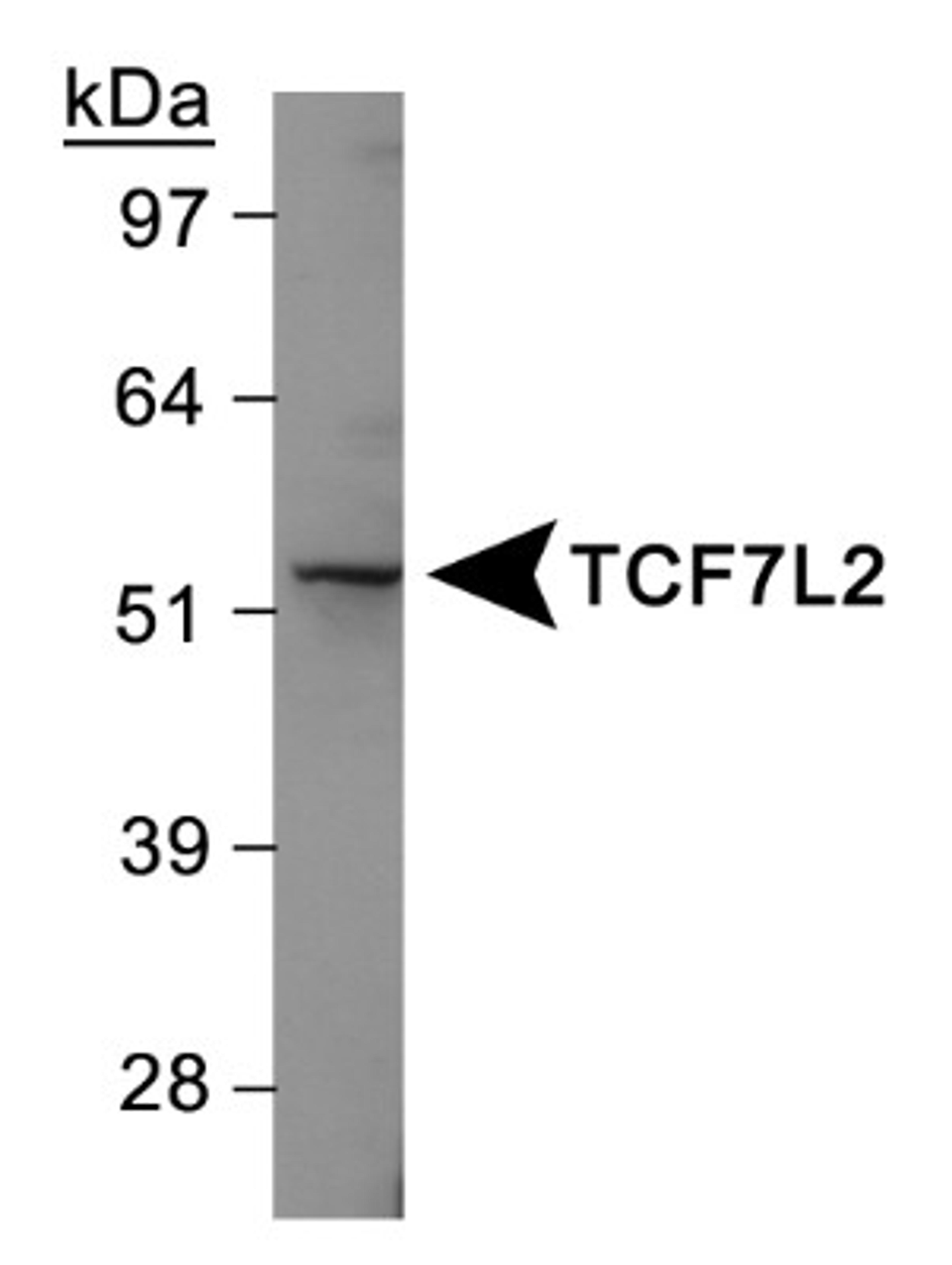 Western Blot: TCF7L2 Antibody [NBP1-19083] - Jurkat cell line.