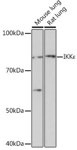 Western blot - IKKe Rabbit mAb (A3463)
