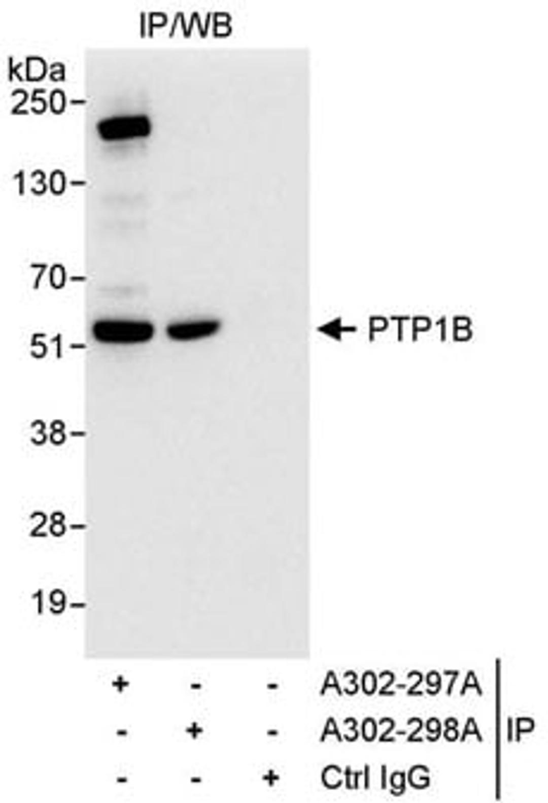 Detection of human PTP1B by western blot of immunoprecipitates.