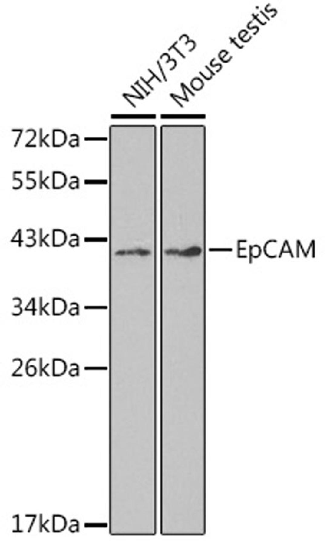 Western blot - EpCAM antibody (A1177)