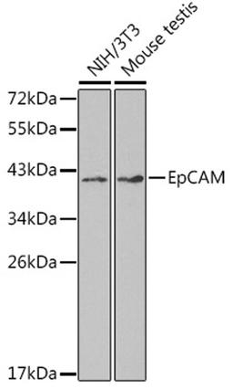 Western blot - EpCAM antibody (A1177)