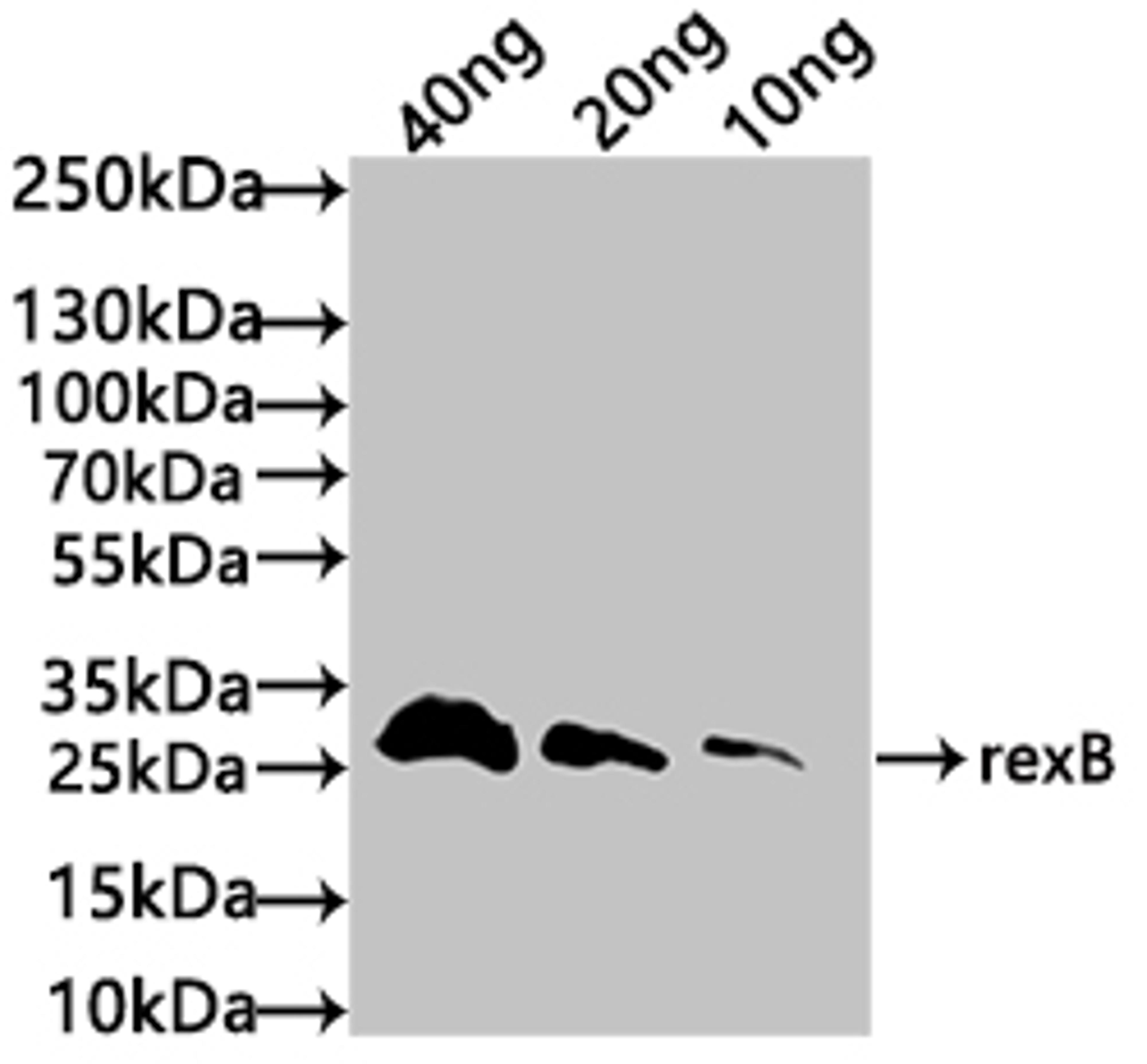 Western Blot. Positive WB detected in: recombinant protein. All lanes: rexB Antibody at 1:1000. Secondary. Goat polyclonal to rabbit IgG at 1/50000 dilution. Predicted band size: 30 kDa. Observed band size: 30 kDa. 