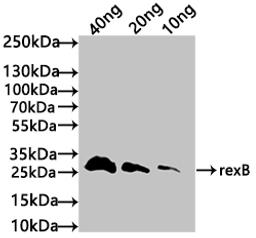 Western Blot. Positive WB detected in: recombinant protein. All lanes: rexB Antibody at 1:1000. Secondary. Goat polyclonal to rabbit IgG at 1/50000 dilution. Predicted band size: 30 kDa. Observed band size: 30 kDa.