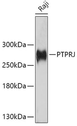 Western blot - PTPRJ antibody (A10169)