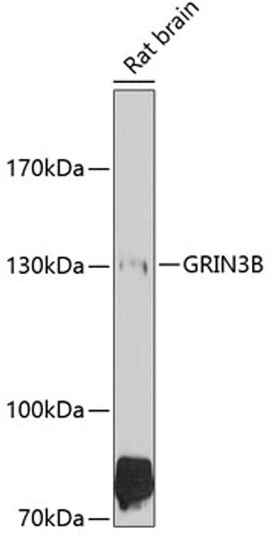 Western blot - GRIN3B antibody (A10081)