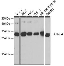 Western blot - GINS4 antibody (A8592)