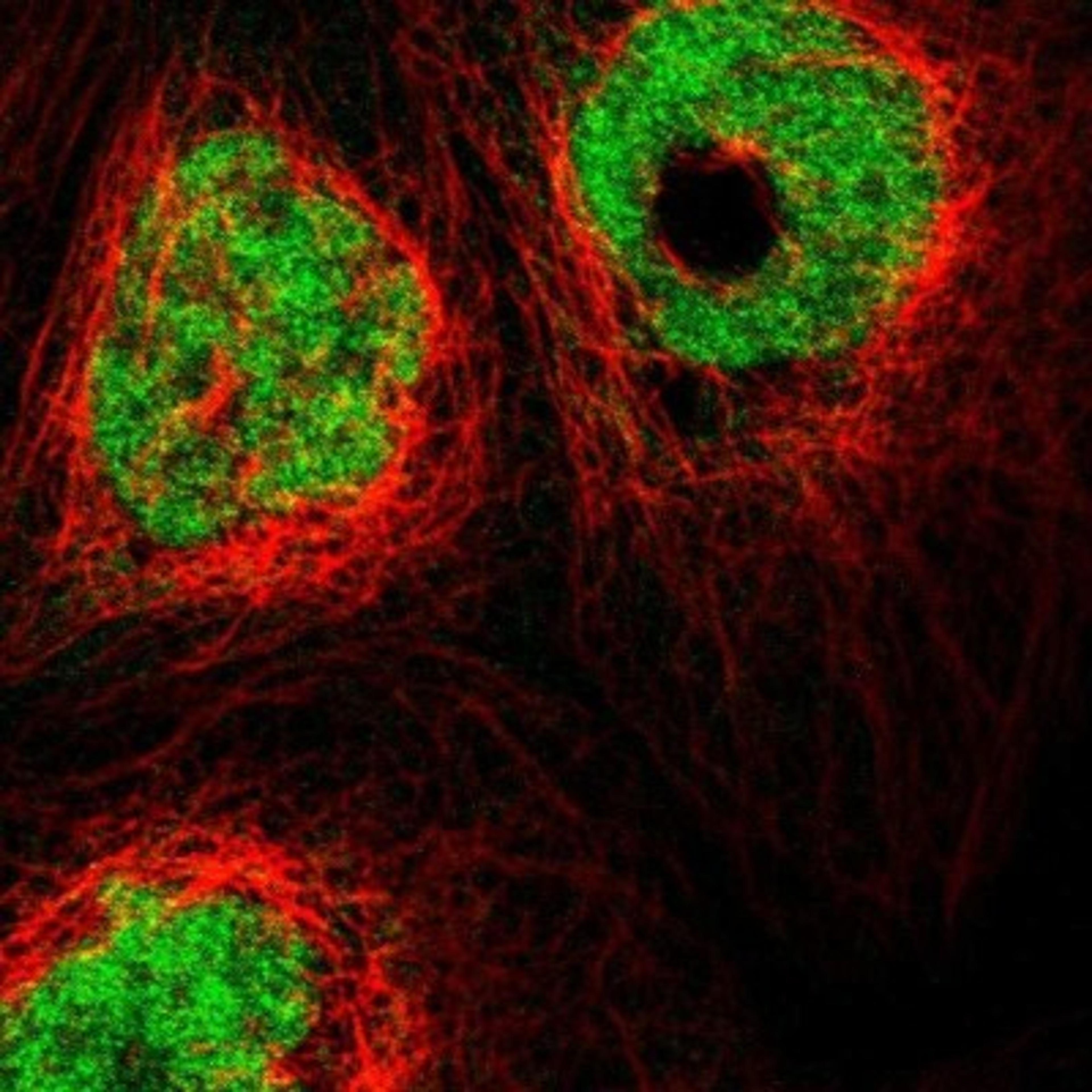 Immunofluorescence: RGS10 Antibody [NBP1-86020] - Staining of human cell line A-431 shows positivity in nucleus but not nucleoli.