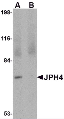 Western blot analysis of JPH4 in 293 cell lysate with JPH4 antibody at 1 &#956;g/mL in (A) the absence and (B) the presence of blocking peptide.