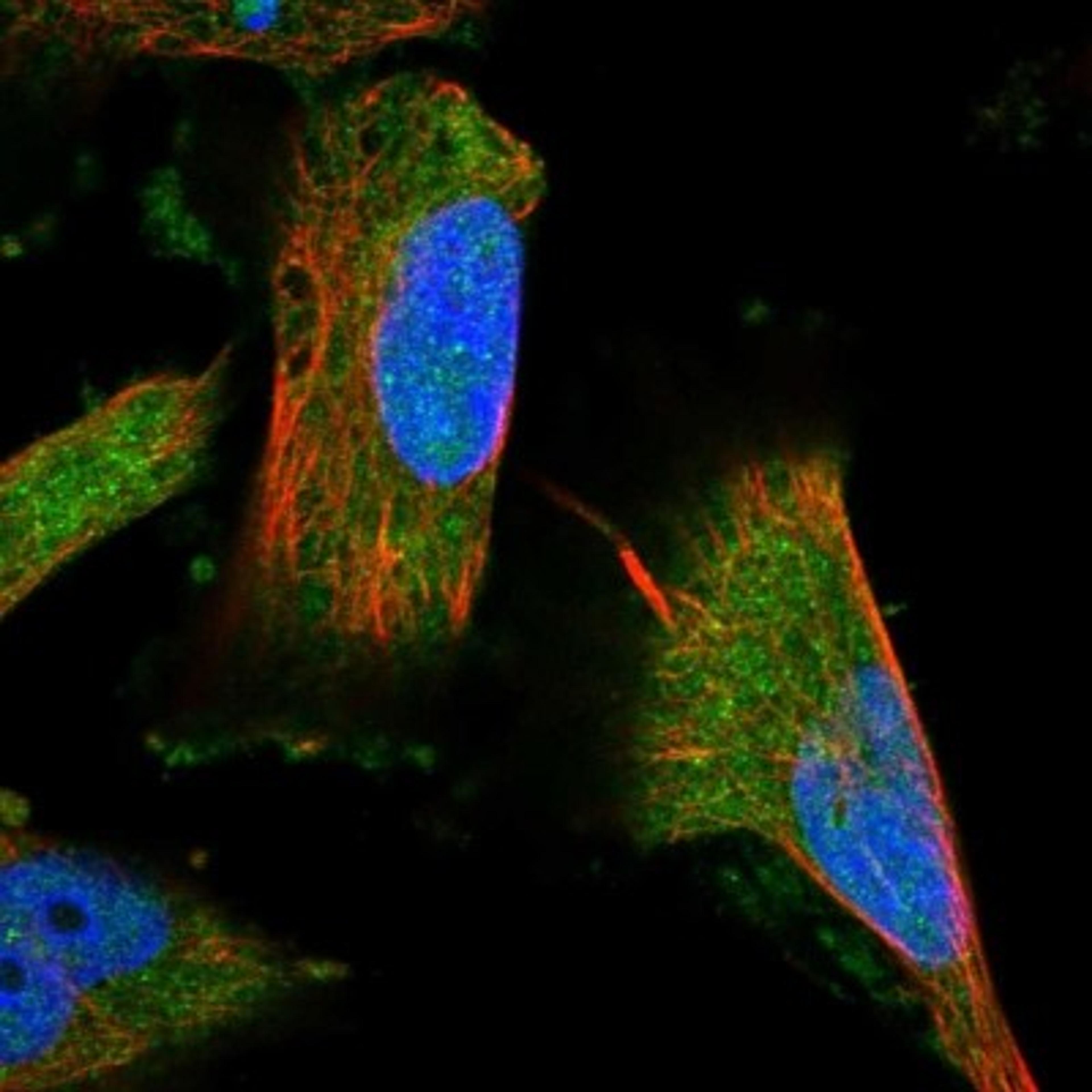 Immunocytochemistry/Immunofluorescence: NUP205 Antibody [NBP1-91247] - Staining of human cell line U-251MG shows positivity in nucleus but not nucleoli & cytoplasm.