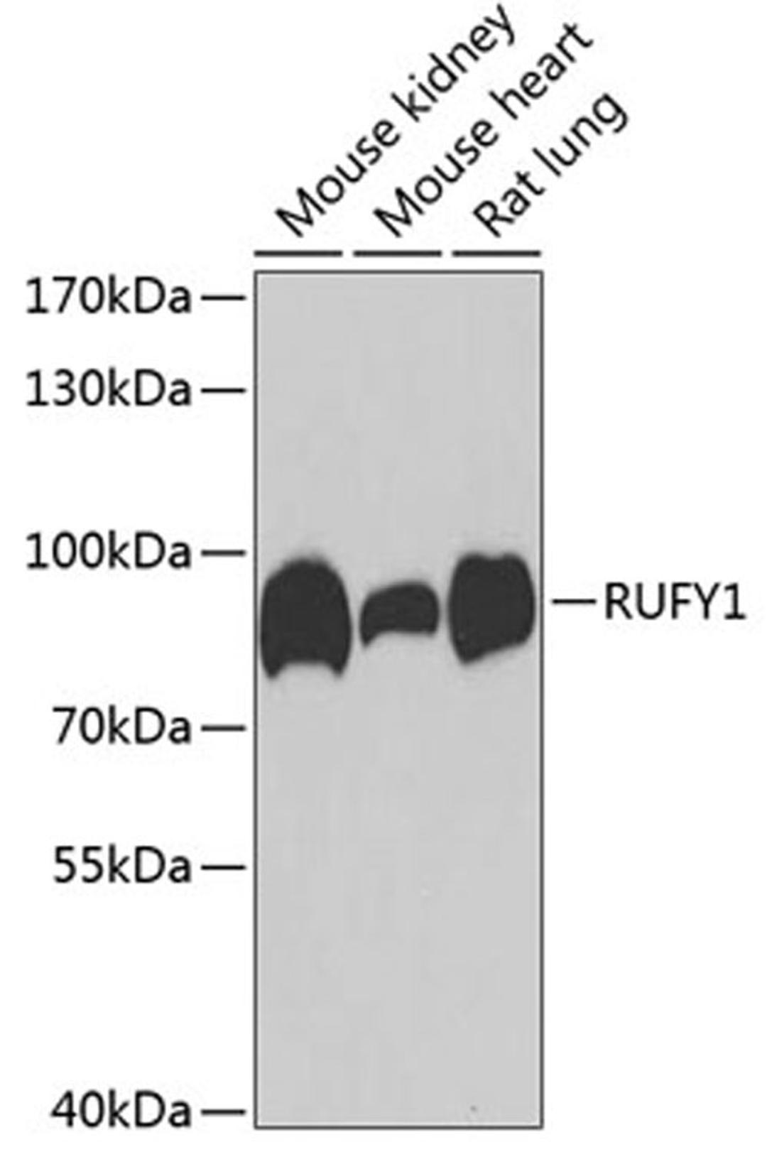 Western blot - RUFY1 antibody (A7836)