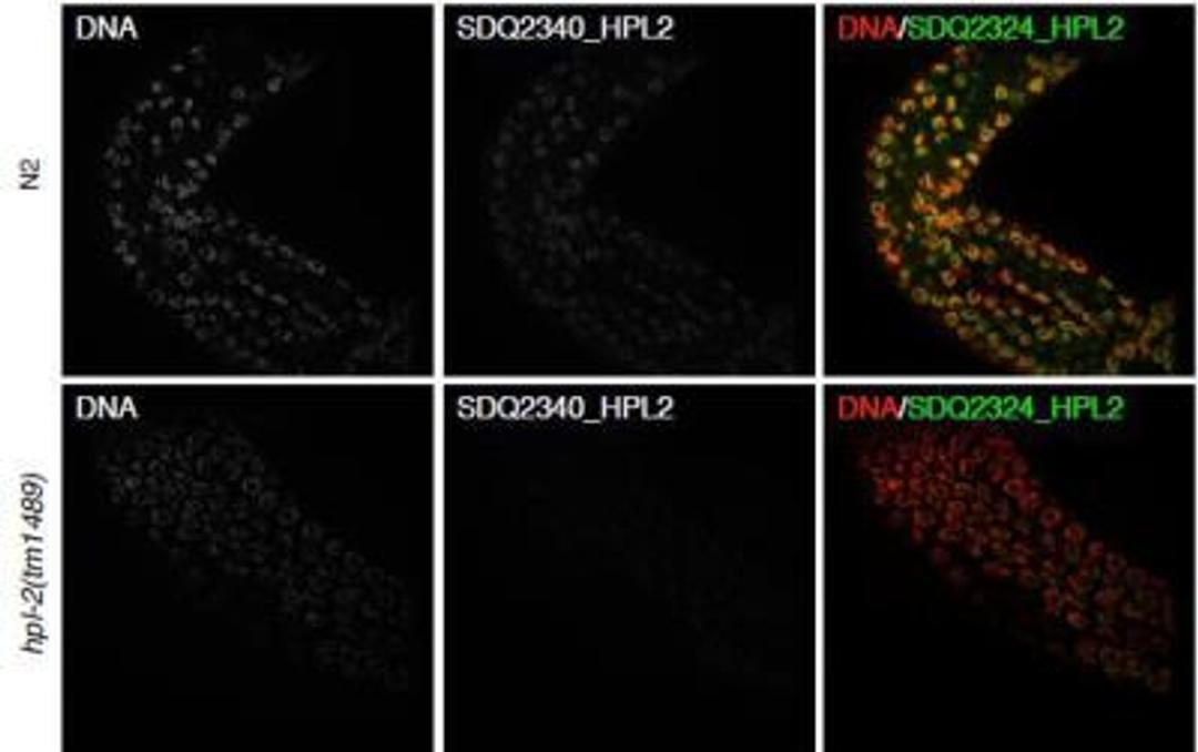 Immunocytochemistry/Immunofluorescence: HPL-2 Antibody [38630002] - This image is specific to animal number SDQ2324 MeOH/acetone fixation  antibody dilution 1:2000