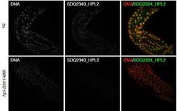 Immunocytochemistry/Immunofluorescence: HPL-2 Antibody [38630002] - This image is specific to animal number SDQ2324 MeOH/acetone fixation  antibody dilution 1:2000