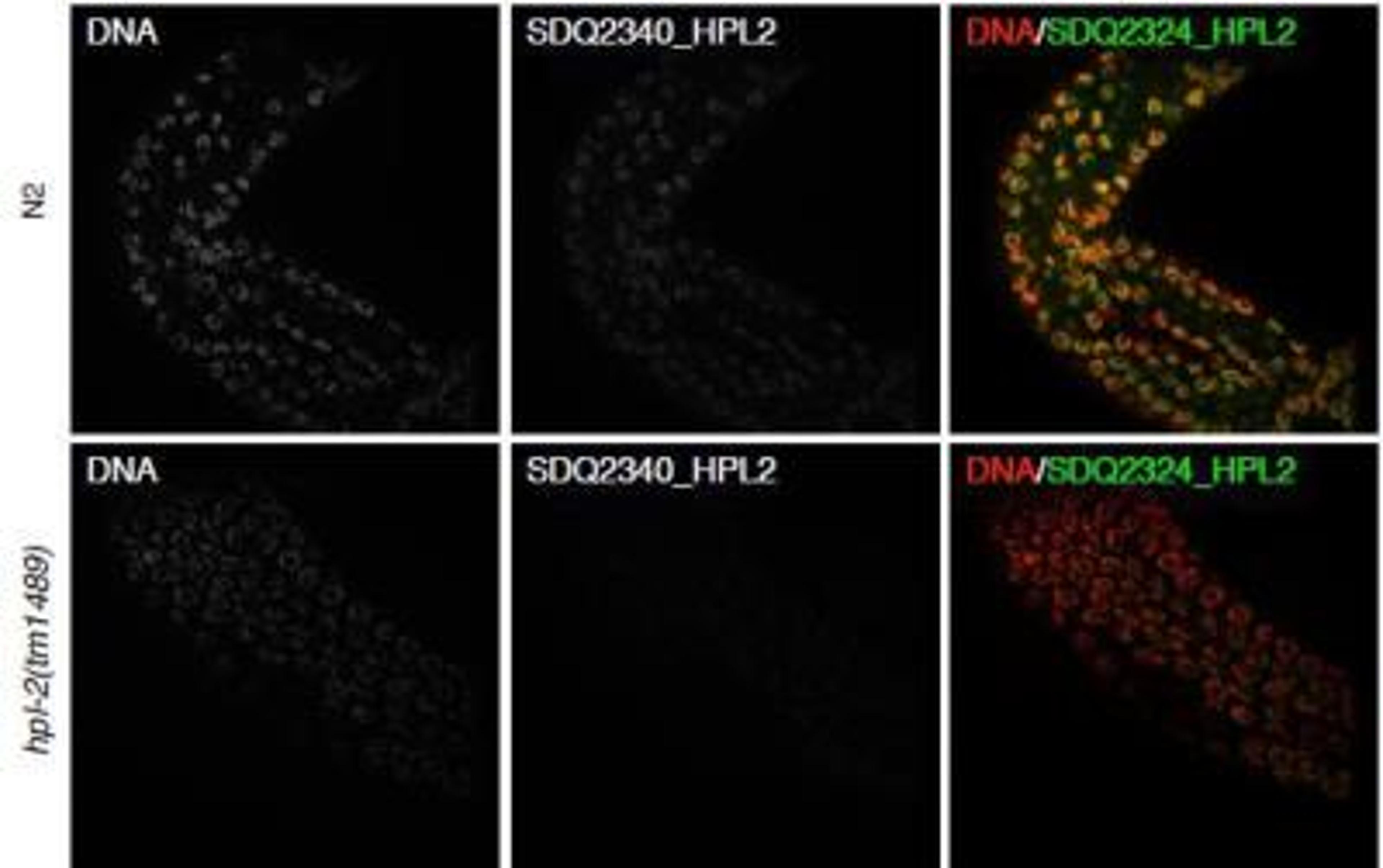 Immunocytochemistry/Immunofluorescence: HPL-2 Antibody [38630002] - This image is specific to animal number SDQ2324 MeOH/acetone fixation  antibody dilution 1:2000