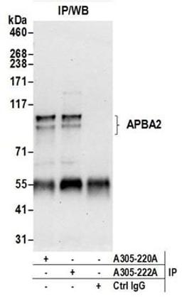 Detection of human APBA2 by western blot of immunoprecipitates.