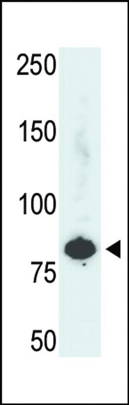 Antibody is used in Western blot to detect PFKL in HepG2 cell lysate.