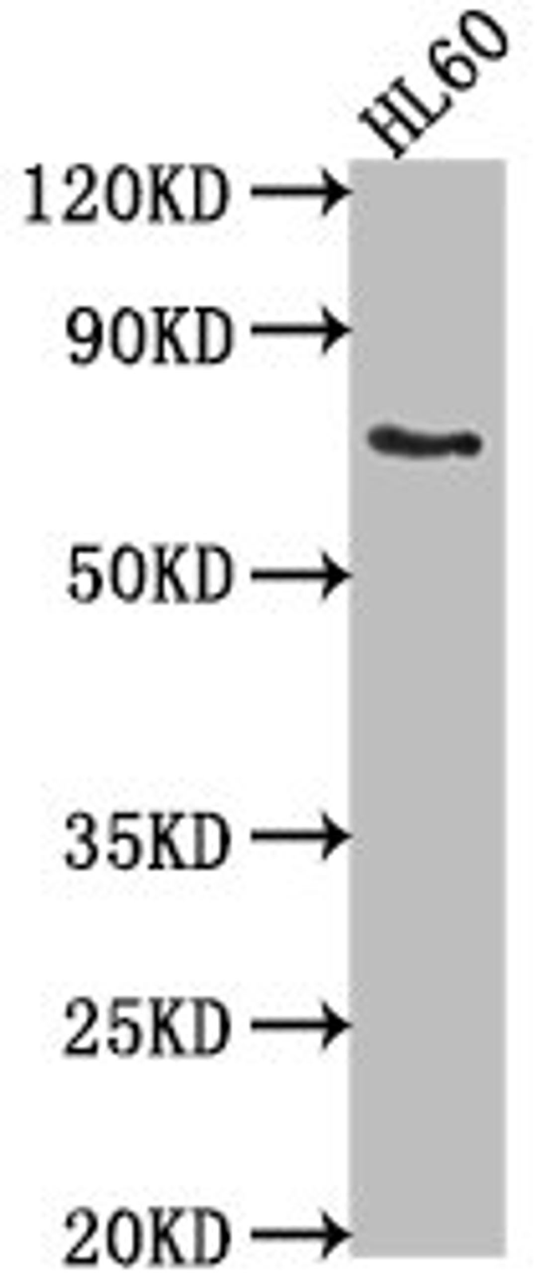 Western Blot. Positive WB detected in: HL60 whole cell lysate. All lanes: LRIT1 antibody at 1:2000. Secondary. Goat polyclonal to rabbit IgG at 1/50000 dilution. Predicted band size: 69 kDa. Observed band size: 69 kDa. 