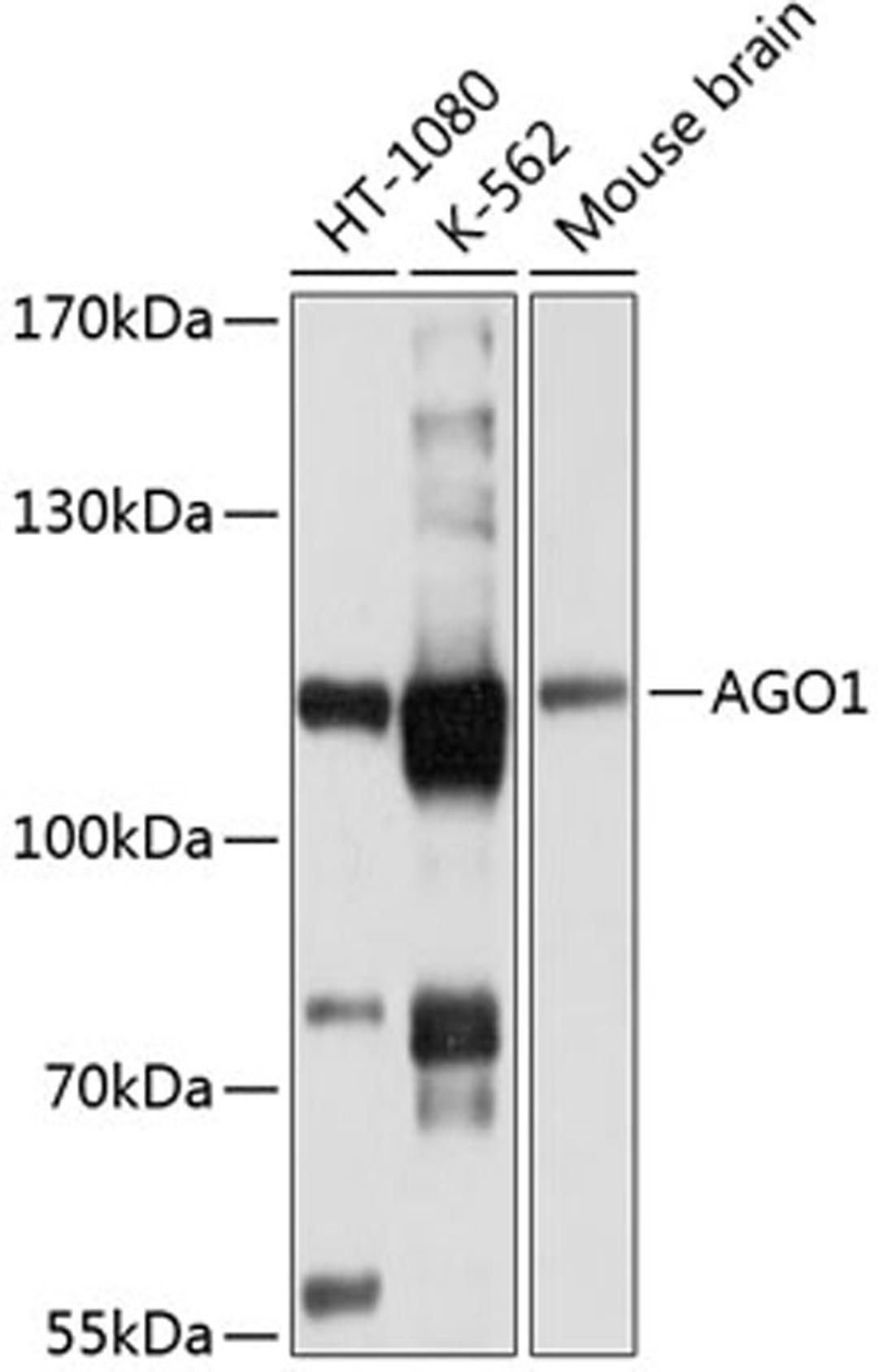 Western blot - AGO1 antibody (A6022)