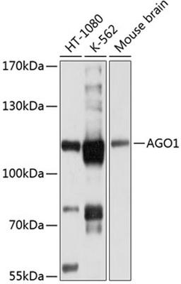 Western blot - AGO1 antibody (A6022)