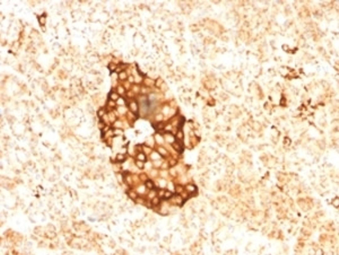 IHC testing of FFPE human pancreas with Ferritin antibody (clone FTLC1-1).