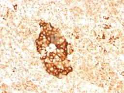 IHC testing of FFPE human pancreas with Ferritin antibody (clone FTLC1-1).