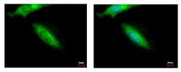 Immunocytochemistry/Immunofluorescence: HIP-55 Antibody [NBP1-31026] - Sample: HeLa cells were fixed in iced-cold MeOH for 5 min. Green: DBNL protein stained by HIP55 antibody, N-term diluted at 1:500. Blue: Hoechst 33343 staining.