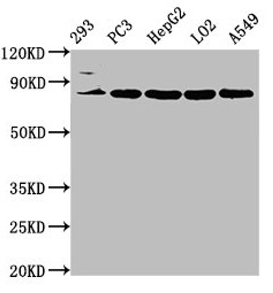 Western Blot. Positive WB detected in: 293 whole cell lysate, PC-3 whole cell lysate, HepG2 whole cell lysate, LO2 whole cell lysate, A549 whole cell lysate. All lanes: NLN antibody at 3.2µg/ml. Secondary. Goat polyclonal to rabbit IgG at 1/50000 dilution. Predicted band size: 81 kDa. Observed band size: 81 kDa