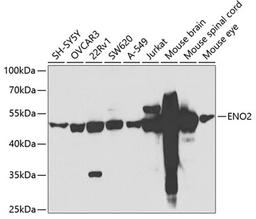 Western blot - ENO2 antibody (A3118)