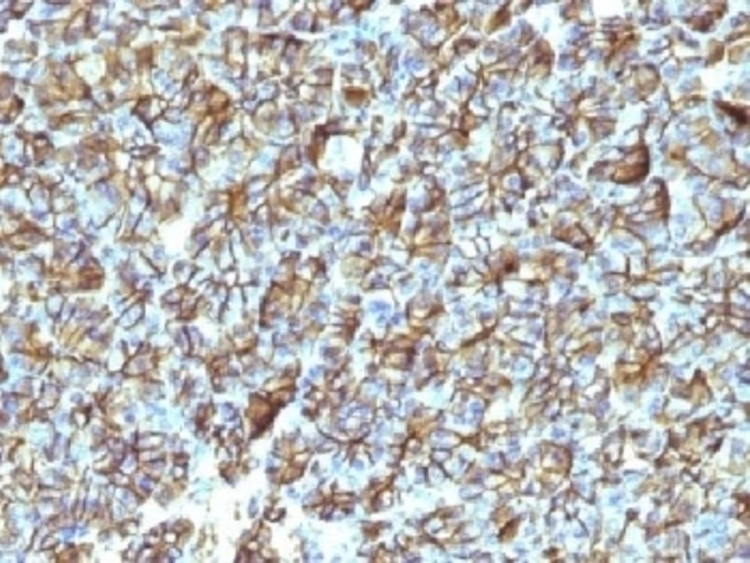 IHC testing of FFPE human pancreas with Spectrin beta III antibody (clone SPTBN2/1247). Required HIER: boil tissue sections in 10mM citrate buffer, pH 6, for 10-20 min followed by cooling at RT for 20 min.