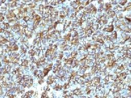 IHC testing of FFPE human pancreas with Spectrin beta III antibody (clone SPTBN2/1247). Required HIER: boil tissue sections in 10mM citrate buffer, pH 6, for 10-20 min followed by cooling at RT for 20 min.