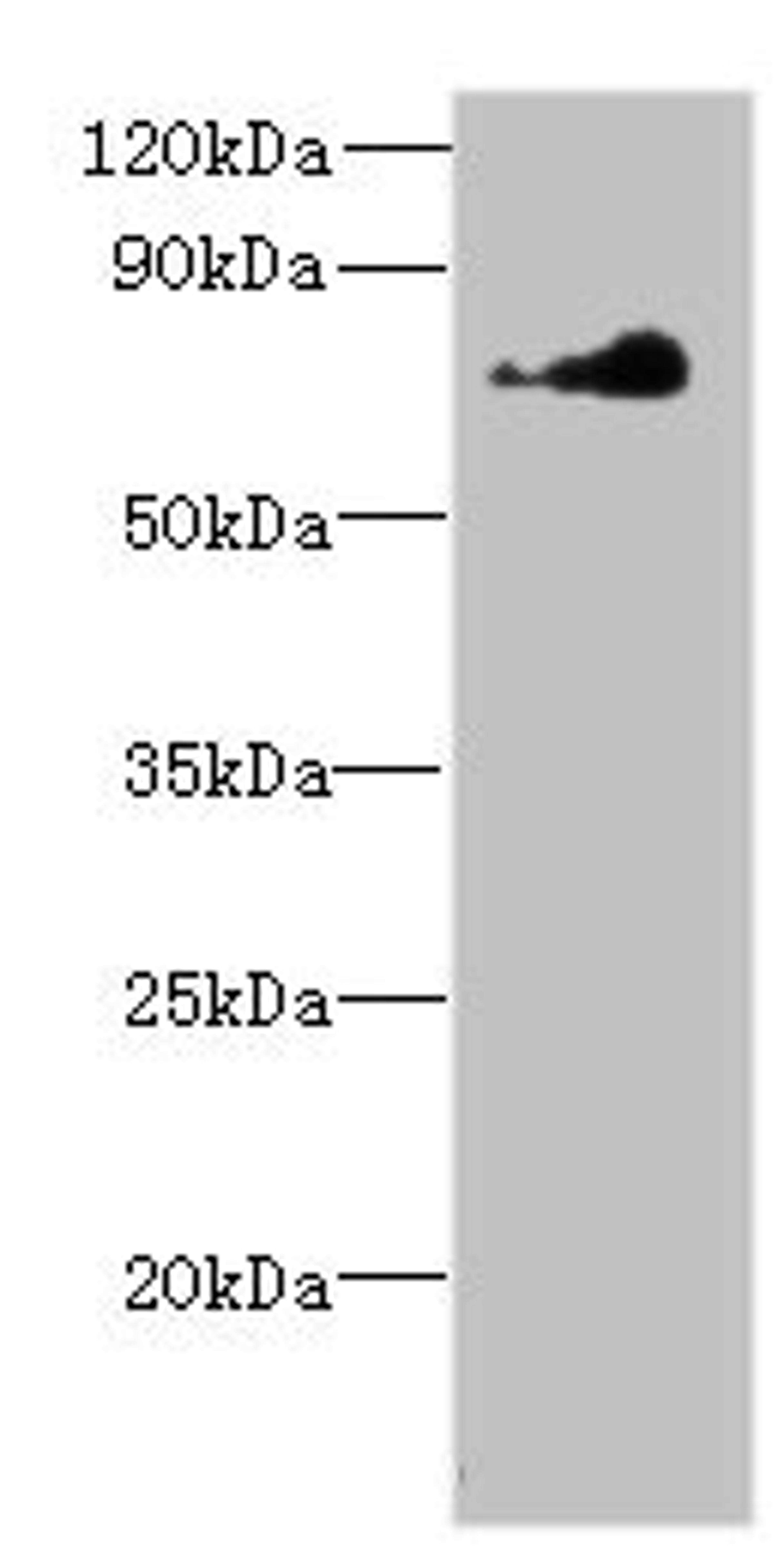 Western blot. All lanes: NEK11 antibody at 7µg/ml + Hela whole cell lysate. Secondary. Goat polyclonal to rabbit at 1/10000 dilution. Predicted band size: 75, 55, 56, 69 kDa. Observed band size: 75 kDa