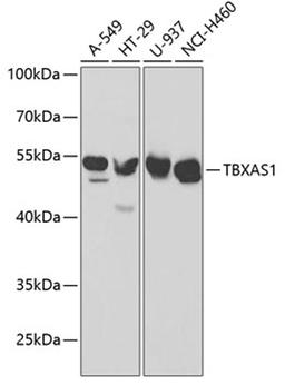 Western blot - TBXAS1 antibody (A1988)