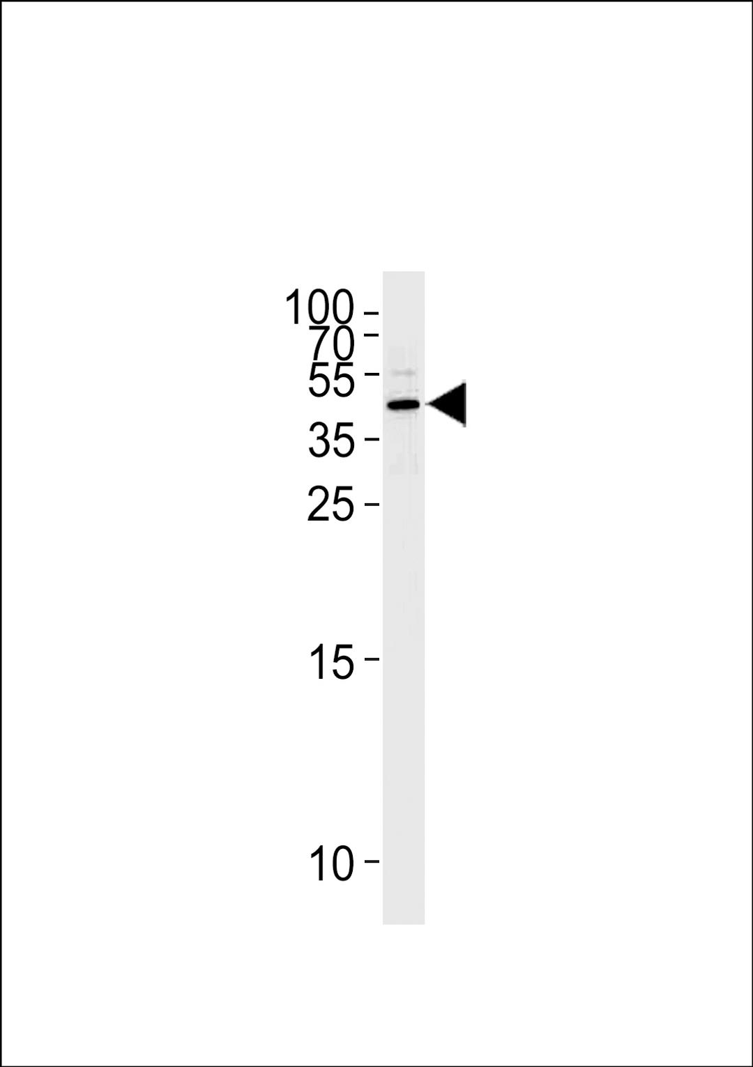 Western blot analysis of lysate from Hela cell line,using Maspin Antibody. was diluted at 1:1000 at each lane