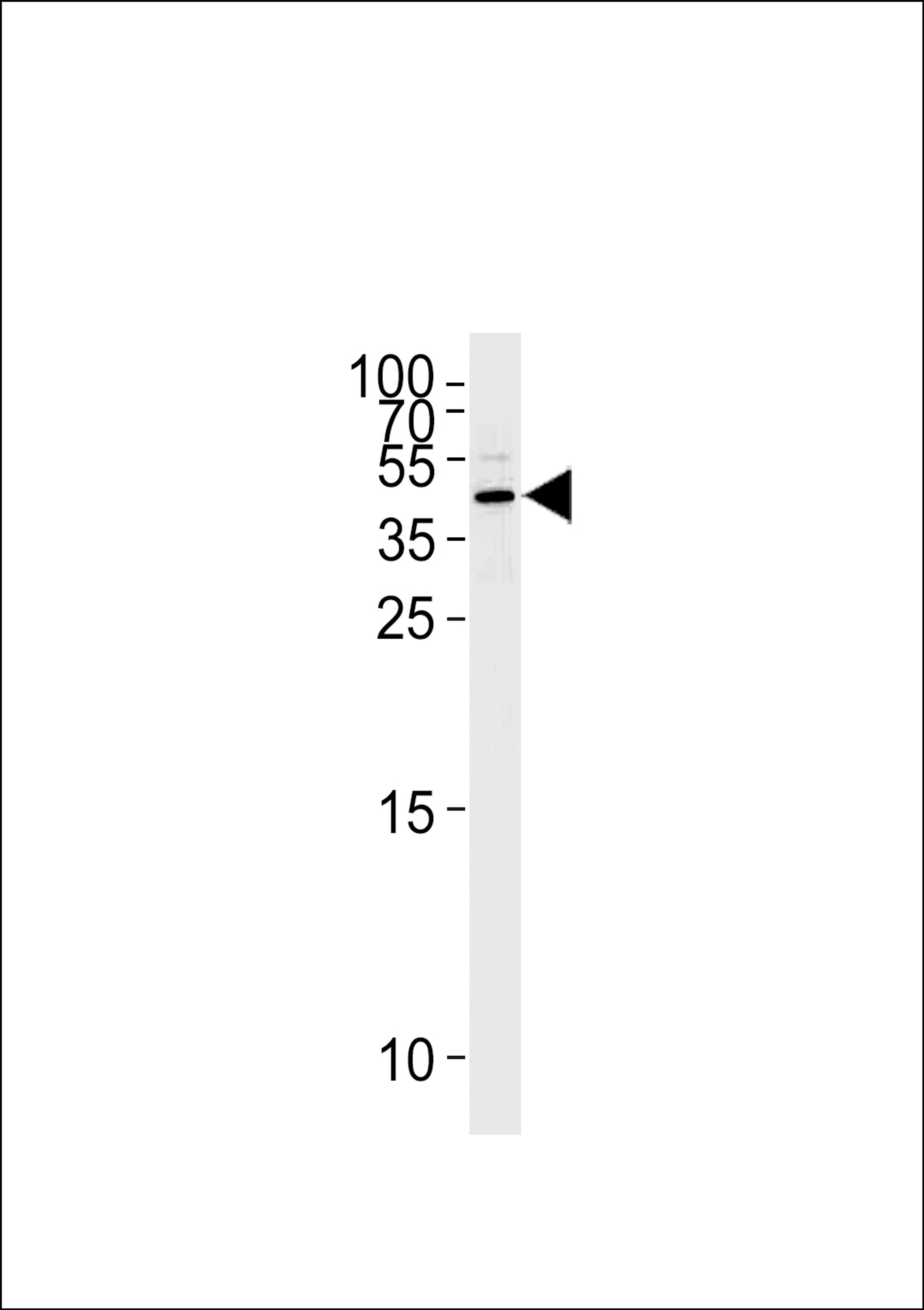 Western blot analysis of lysate from Hela cell line,using Maspin Antibody. was diluted at 1:1000 at each lane