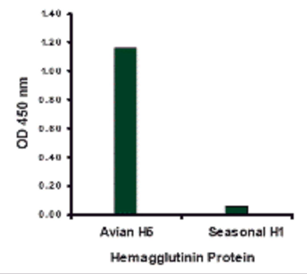 Hemagglutinin antibody at 1 μg/mL specifically recognizes Avian H5N1 influenza virus but not seasonal influenza virus A H1N1 Hemagglutinin protein.