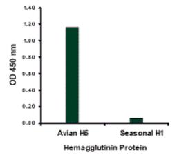 Hemagglutinin antibody at 1 μg/mL specifically recognizes Avian H5N1 influenza virus but not seasonal influenza virus A H1N1 Hemagglutinin protein.