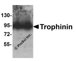 Western blot analysis of Trophinin in rat liver tissue lysate with Trophinin antibody at 1 μg/ml.