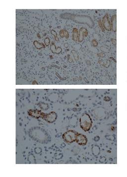 Antibody used in IHC on Human kidney at 1:100.