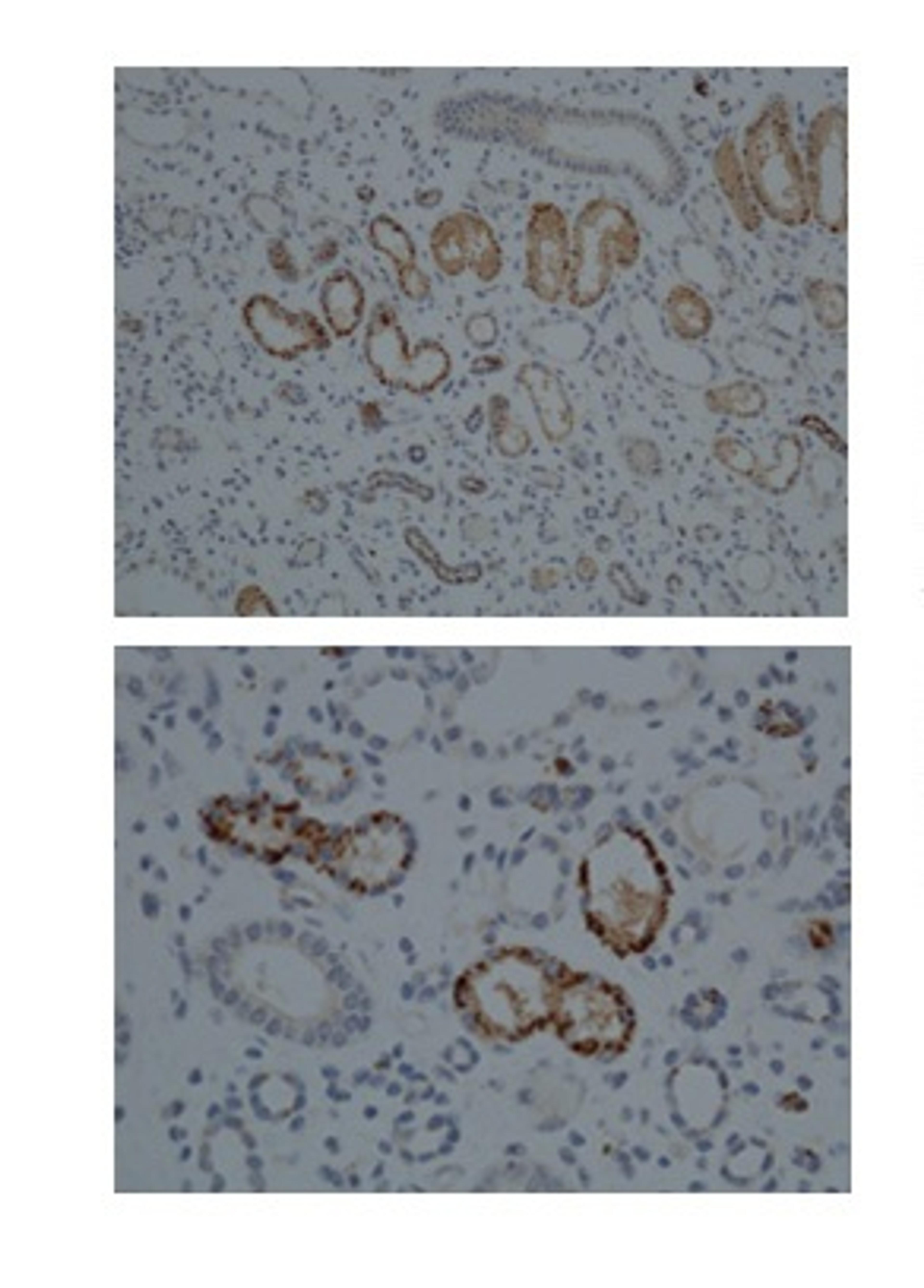 Antibody used in IHC on Human kidney at 1:100.