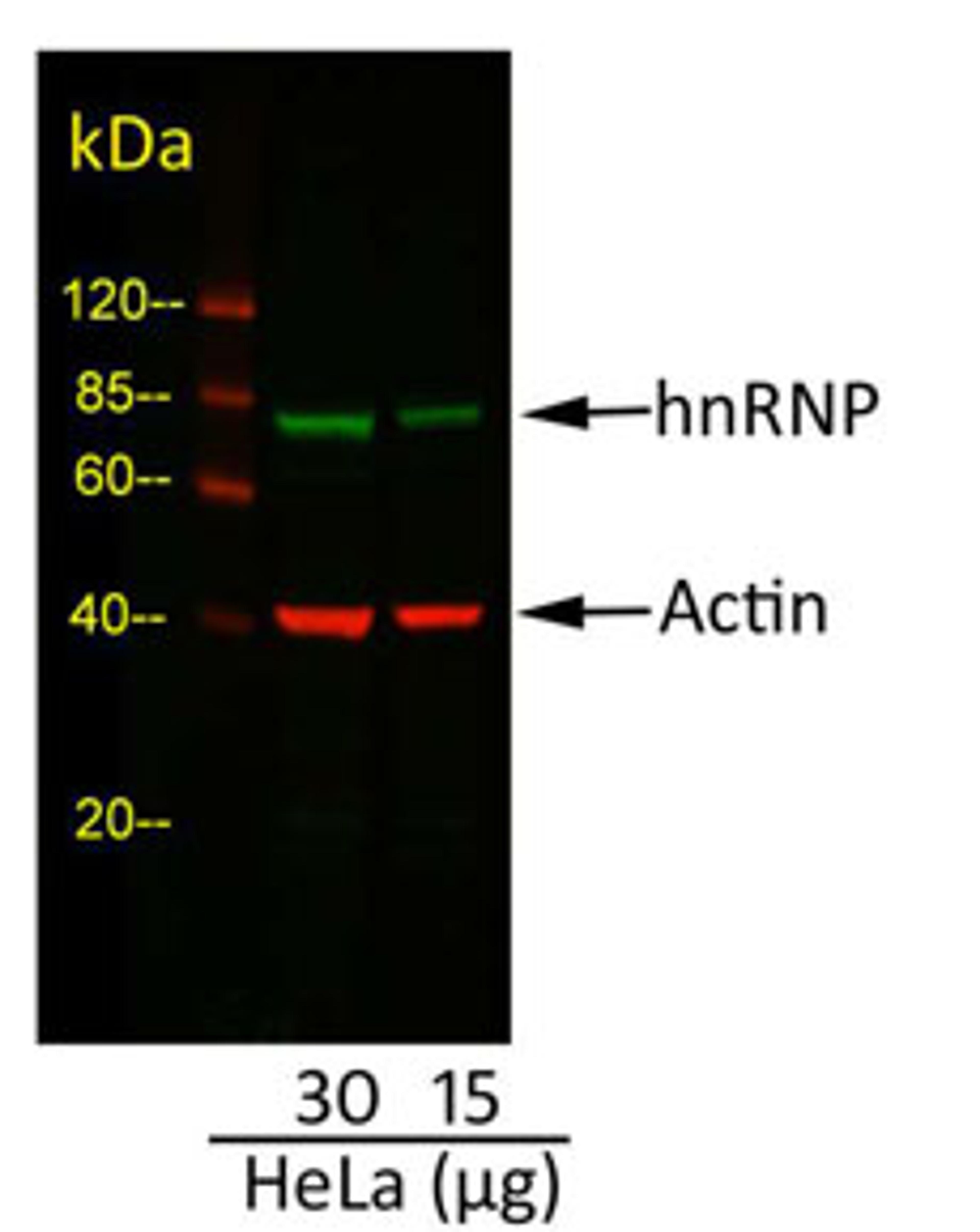 Detection of Actin and hnRNP in HeLa Whole Cell Lysate.