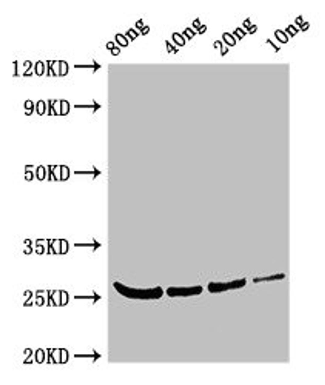 Western Blot. Positive WB detected in Recombinant protein. All lanes: BETV4 antibody at 3ug/ml. Secondary. Goat polyclonal to rabbit IgG at 1/50000 dilution. predicted band size: 26 kDa. observed band size: 26 kDa. 