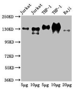 Western Blot. Positive WB detected in: Jurkat whole cell lysate, THP-1 whole cell lysate, Raji whole cell lysate. All lanes: CD31 antibody at 2.5µg/ml. Secondary. Goat polyclonal to Mouse IgG at 1/50000 dilution. Predicted band size: 83, 81, 80, 82 kDa. Observed band size: 130 kDa. 