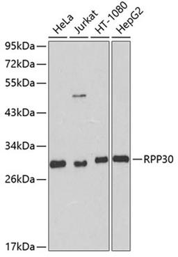 Western blot - RPP30 antibody (A8479)