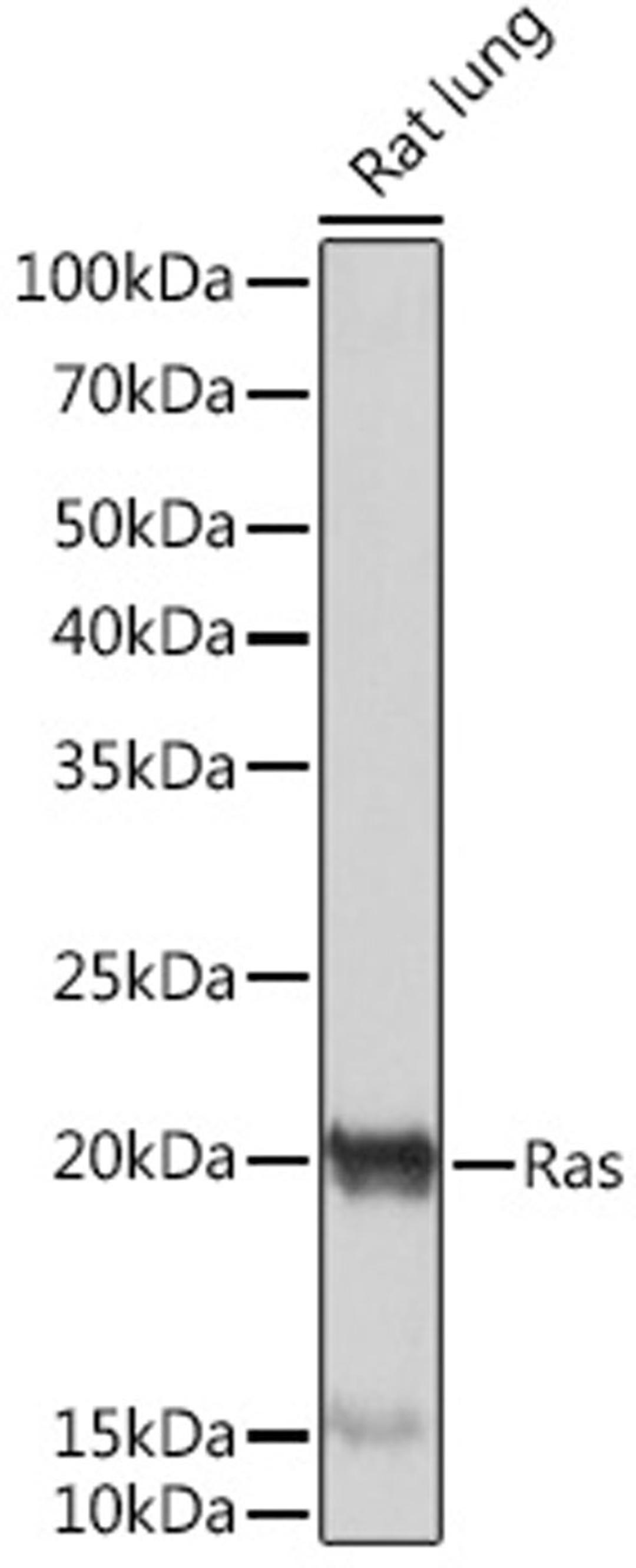 Western blot - Ras Rabbit mAb (A4735)