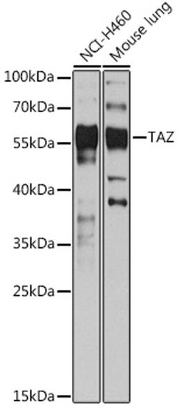 Western blot - TAZ antibody (A15806)