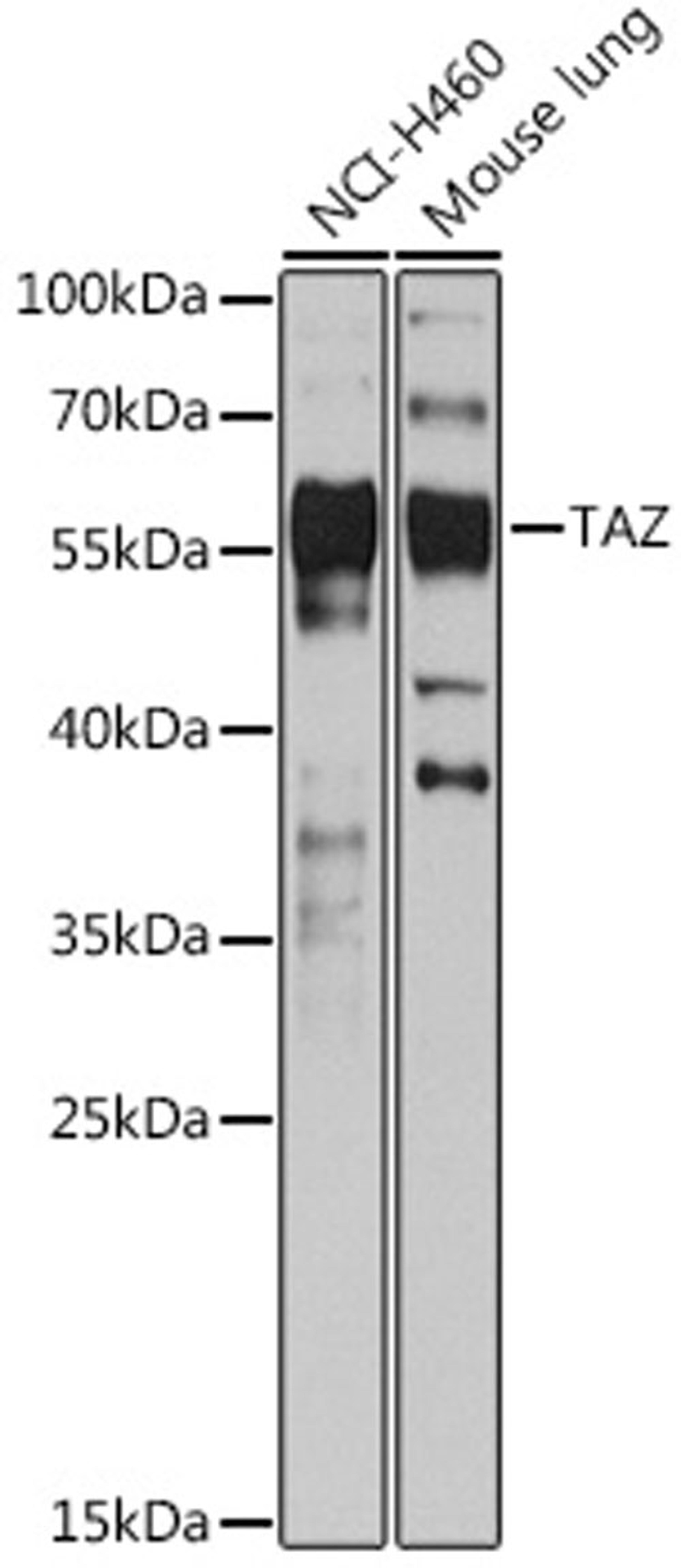 Western blot - TAZ antibody (A15806)