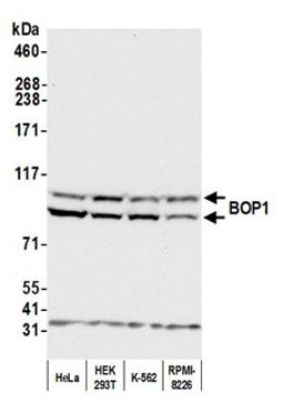 Detection of human BOP1 by western blot.