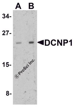Western blot analysis of DCNP1 in mouse skeletal muscle tissue lysate with DCNP1 antibody at (A) 1 and (B) 2 μg/ml.